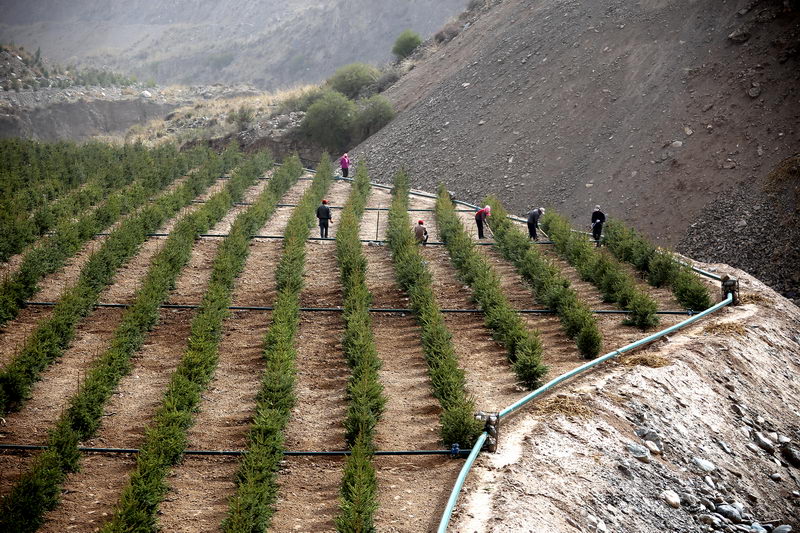 May 2018: Workers plant spruces and reinforce dykes in an ecological restoration zone near a local ore processing plant in Sunan County, Gansu Province, in the Qilian Mountains National Nature Reserve. [VCG]
