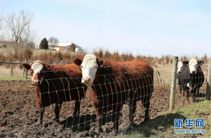 4月19日在美国伊利诺伊州威尔县沃里克农场拍摄的牛圈 meitu 3